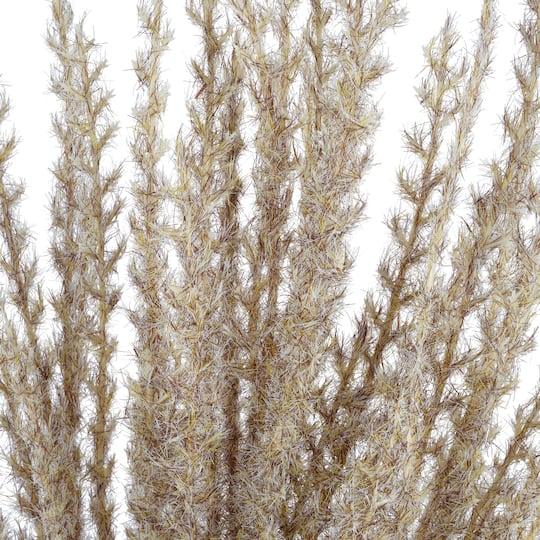 31" Light Brown Pampas Grass Stem by Ashland®
